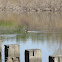 hooded merganser