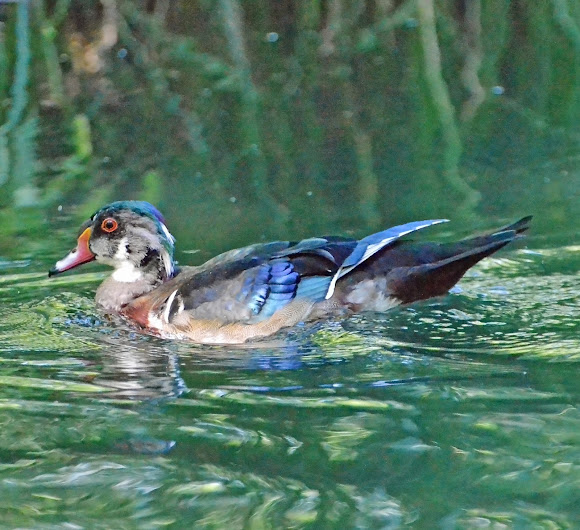 Spotting Image 1