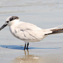 Sandwich Tern
