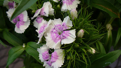 Some pretty flowers.