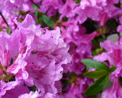 Pretty pink flowers, wet.