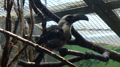 The ugliest toucan in the world