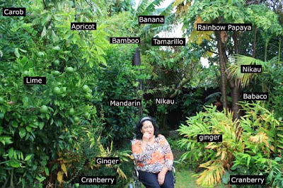Backyard food forest