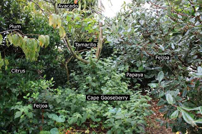 Front yard food forest