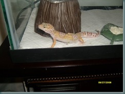 Gecko1