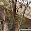 Spotted Owlet