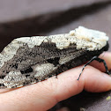 Wood Borer Moth
