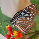 Blue Glassy Tiger