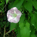 Ipomea