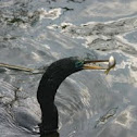 Anhinga 