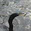 Anhinga 
