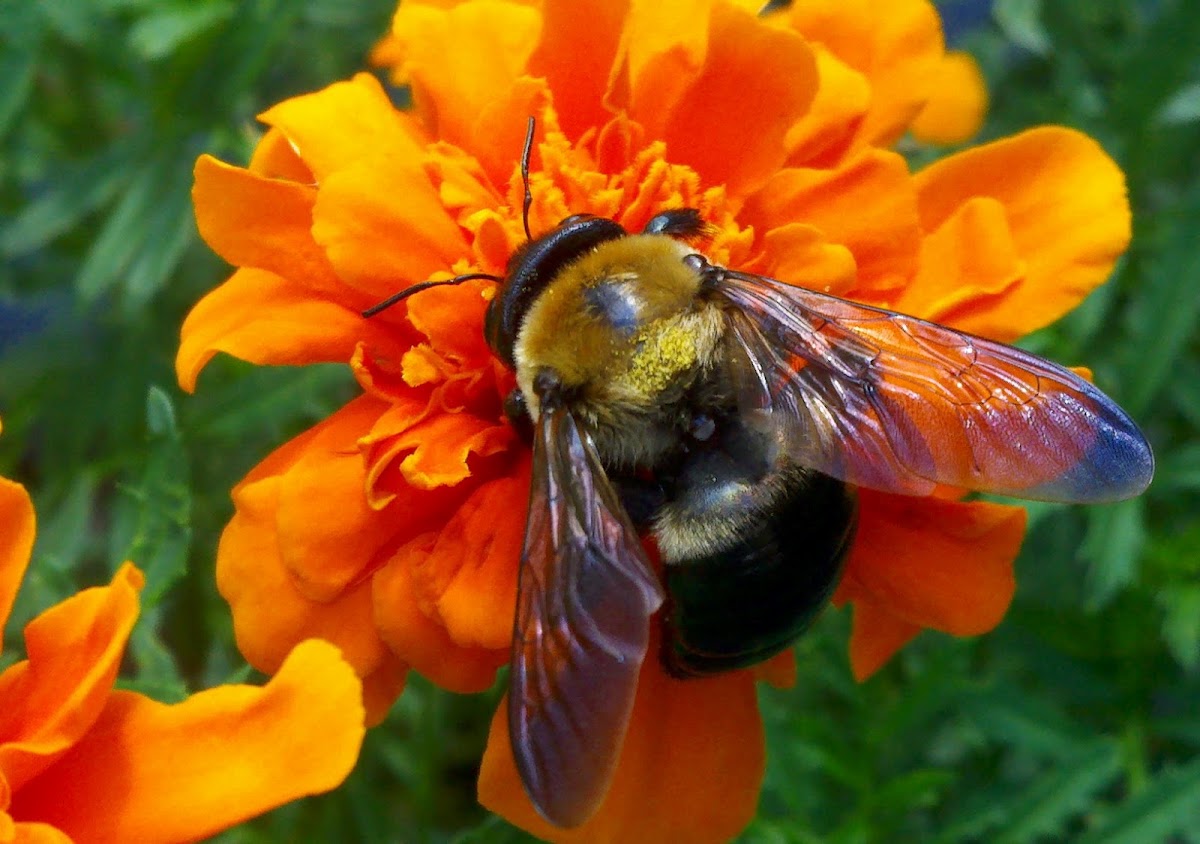 Eastern Carpenter Bee
