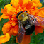 Eastern Carpenter Bee