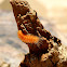 Yellow (wolly) Bear Caterpillar