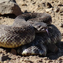 Southern Pacific Rattlesnake
