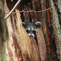 Unnamed spotting