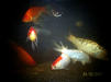 Peces Gigantes De Agua Fria Los Mejores 