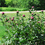 Peonies, The Liz Taylors of the Botanical World