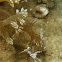Pedersons cleaner shrimp