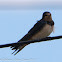 Barn Swallow; Golondrina Común