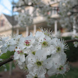 Spring Flowers 2008
