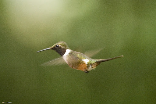 Magenta-throated%20Woodstar%20110307.jpg?imgmax=512 (16103 bytes)