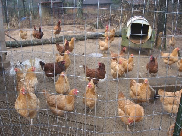 [chickens good[11].jpg]