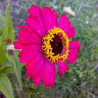 Zinnia