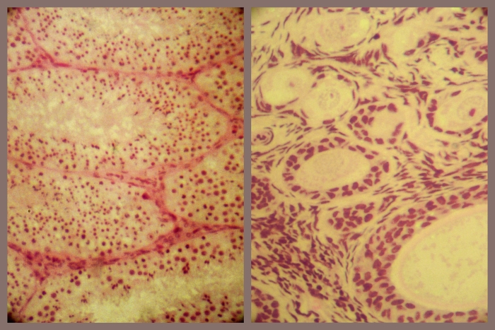 sperm seminal vesicles egg ovarian follicles cells photo