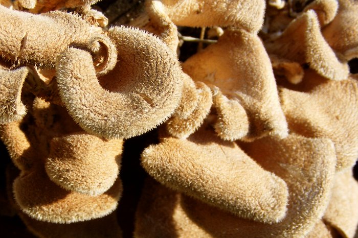 fuzzy fungus photo
