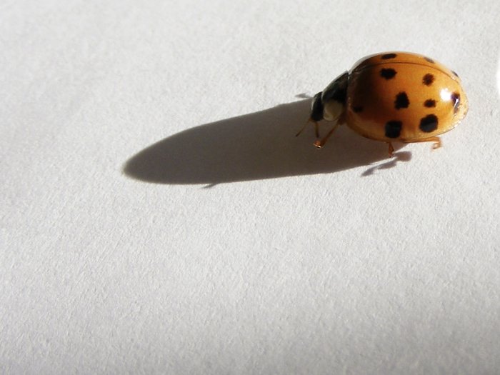 ladybug photo
