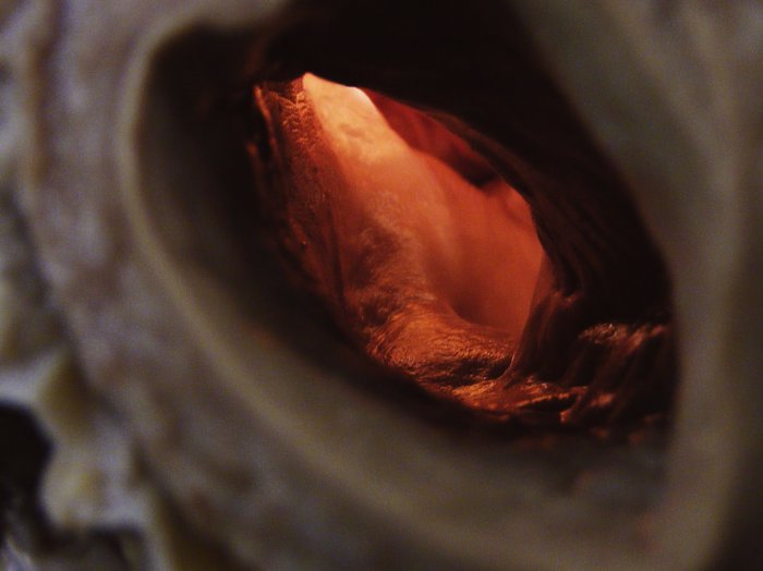 cow heart aorta photo