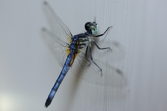 Spotting Image 1