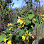 Golden currant