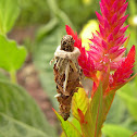 Bagworm Moth larva