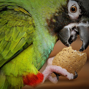 Almond Joy by Pat Abbott - Pets Birds ( animals, parrots, pets, conures, birds )