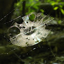 Spider web