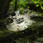 Spider web