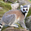 Ring Tailed Lemur