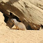 Suricata
