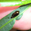 Psylliodes sp.