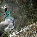 Peafowl