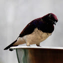Violet-backed Starling,Plum-coloured Starling or Amethyst Starling
