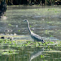 Grey Heron