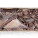 Mexican free-tailed bat
