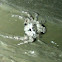 Jumping spider