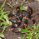 Halloween snake