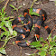 Halloween snake