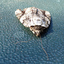 Widow Underwing