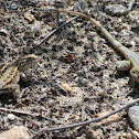 Western Side-blotched Lizards